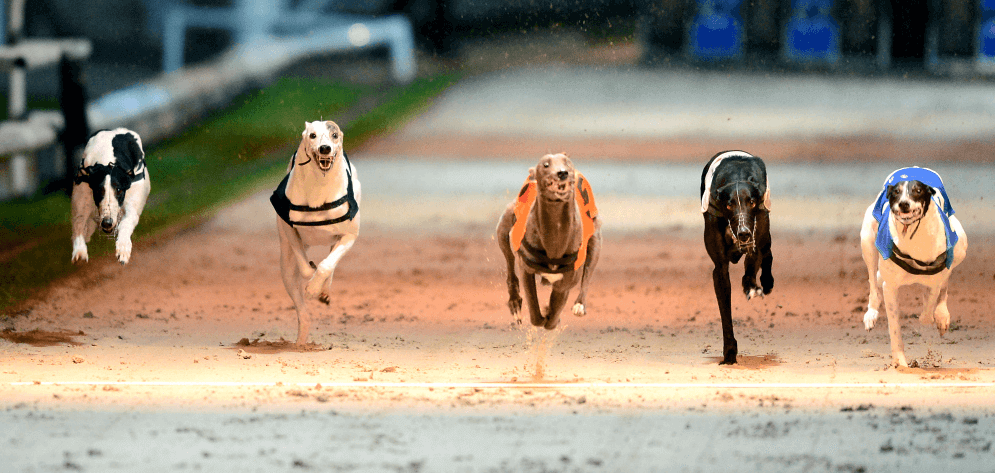 Image of coral sussex cup greyhounds